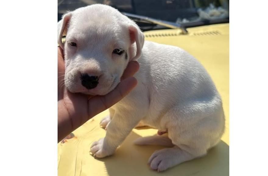 Raza dogo argentino.