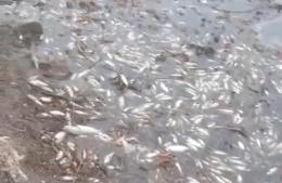 Denuncian mortandad de peces en el Arroyo “Las Hermanas”