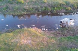 Presentaran los resultados sobre la calidad del agua de los arroyos Las Hermanas y Marconi