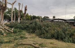 Polémica por la poda de arboles en el paseo ribereño