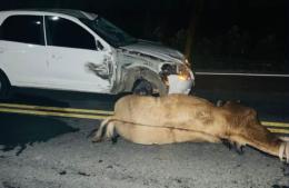 Dos heridos tras chocar contra un caballo en el Camino de la Costa