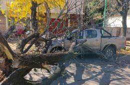 Un árbol cayó sobre una camioneta estacionada